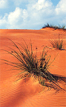 Дубай — Красные пески